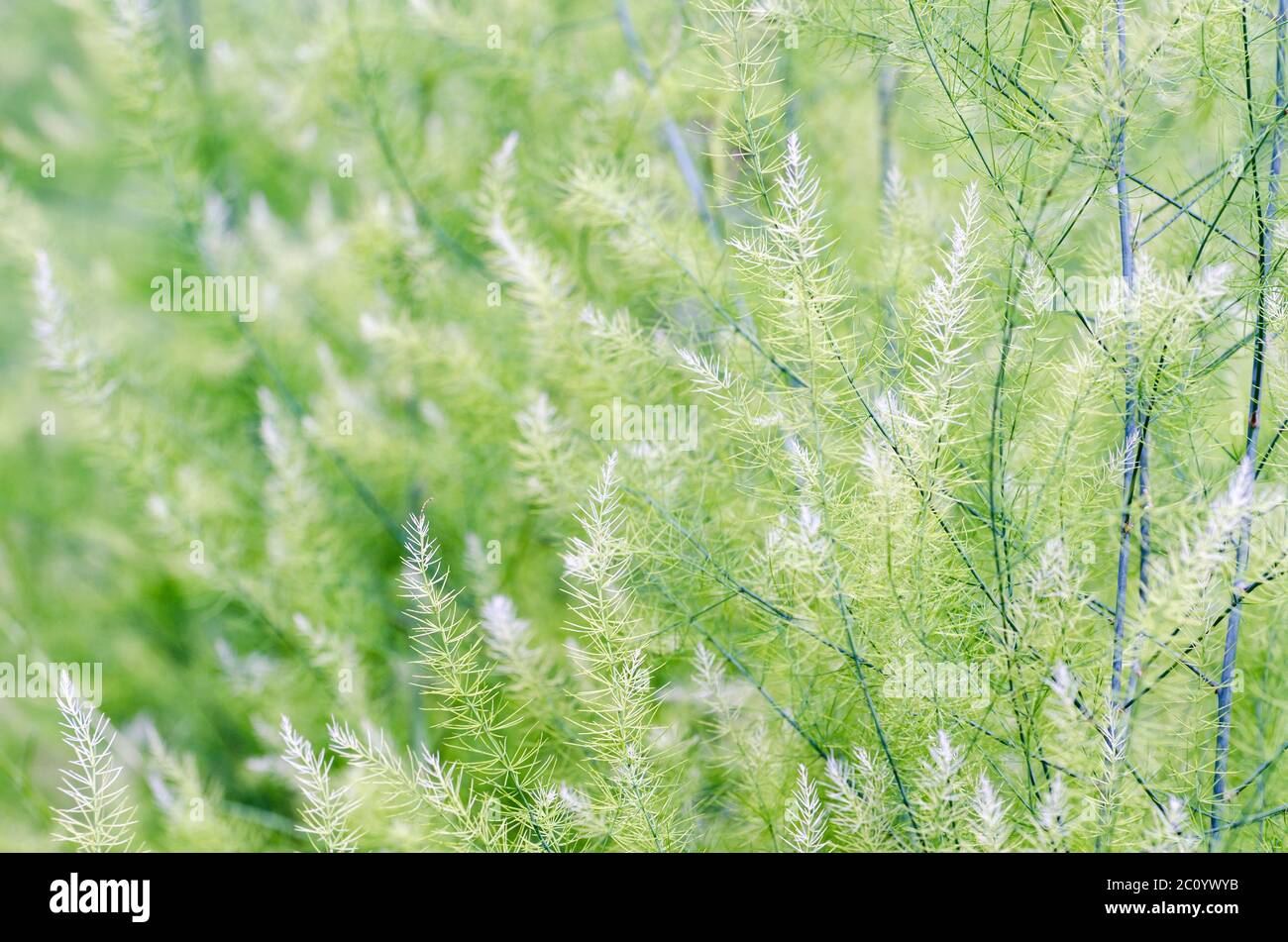 Background small green leaves Stock Photo