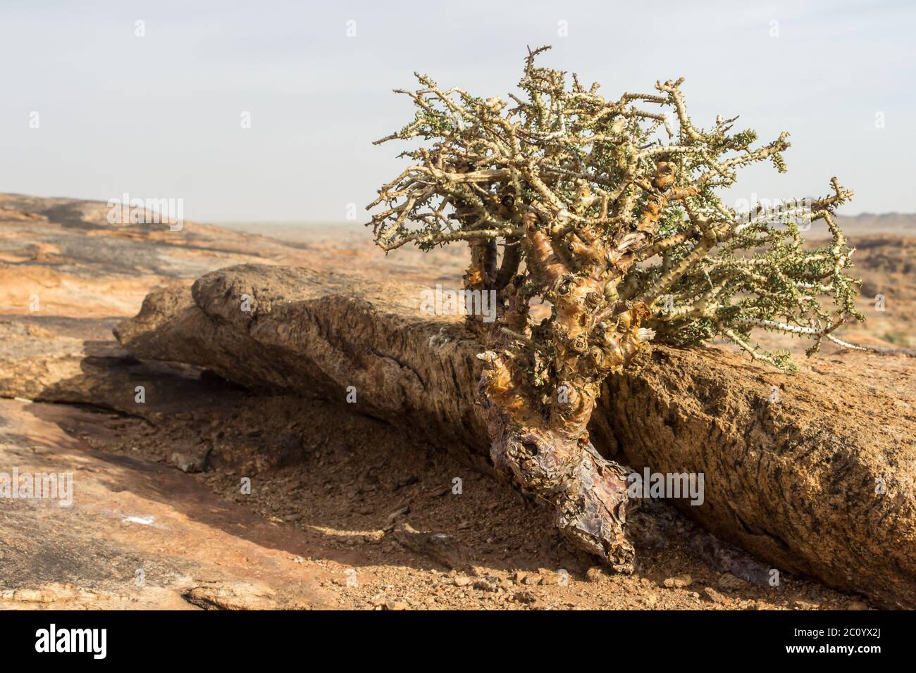 A Namaqua Pork Bush, also known as a false portulacaria, growing from a crack in the Granite of the Moon Rock, an exfoliation Dome in the Augrabies Na Stock Photo