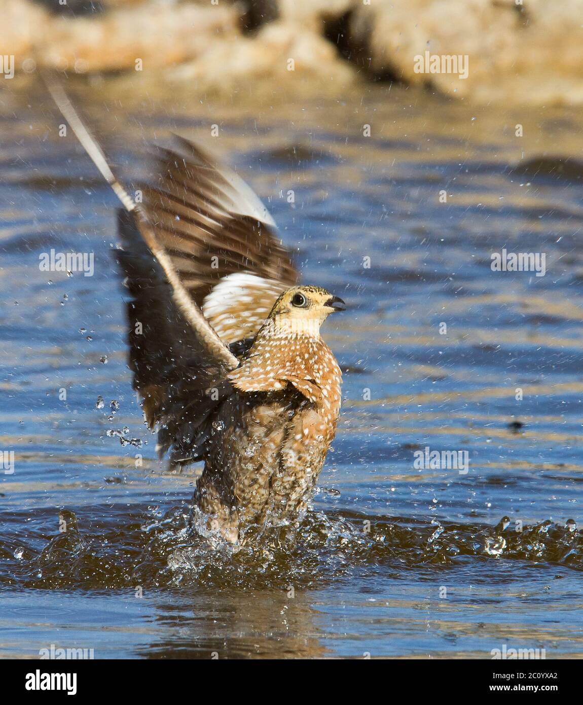 Sand Grouse Flying High Resolution Stock Photography and Images - Alamy