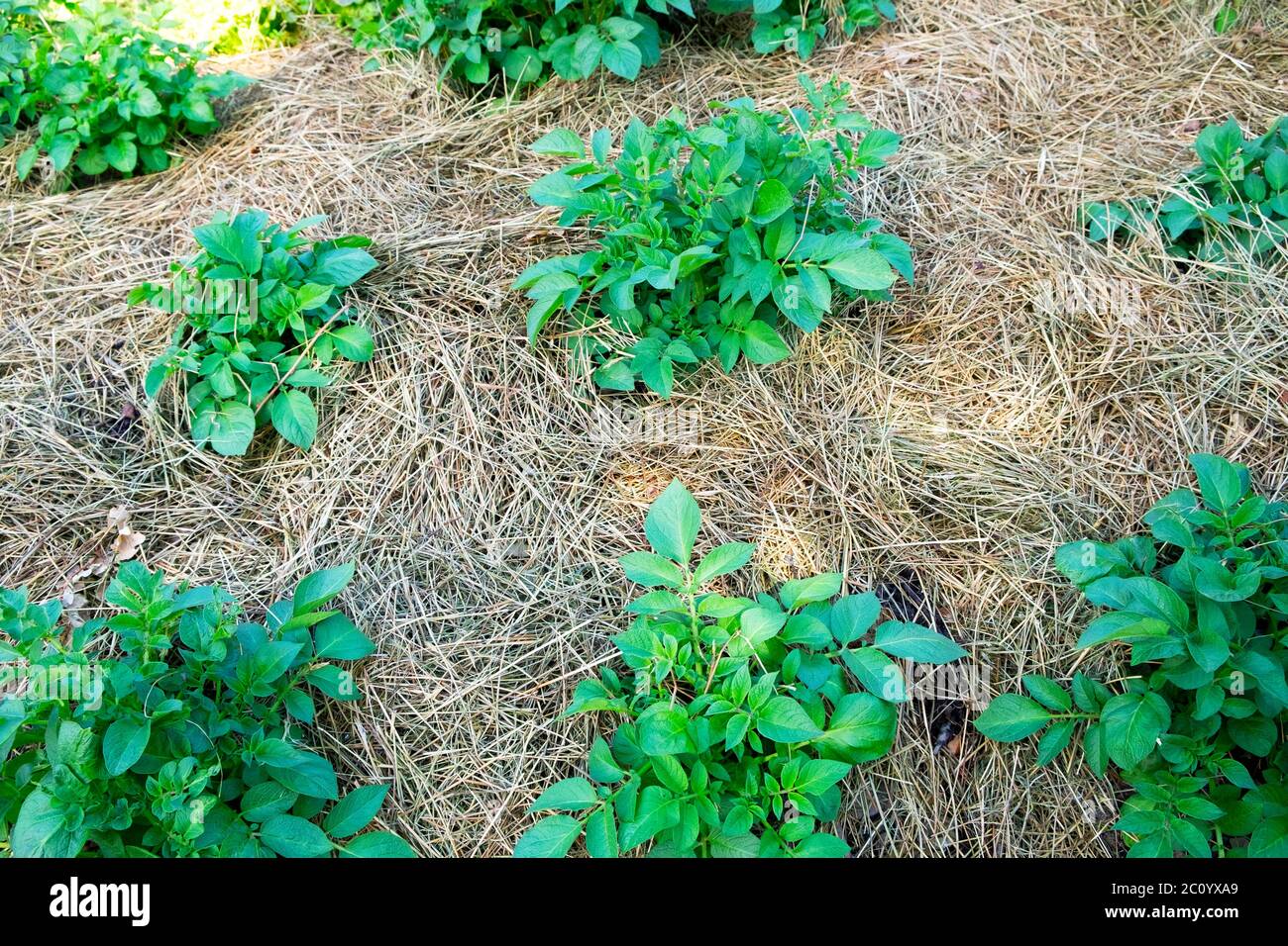 Straw mulch placed around potato plants growing during a drought in an organic vegetable garden