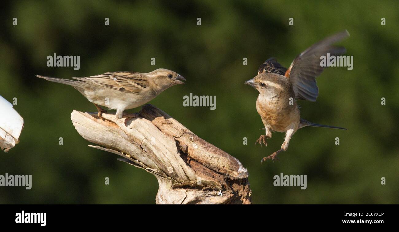 garden bird interaction Stock Photo