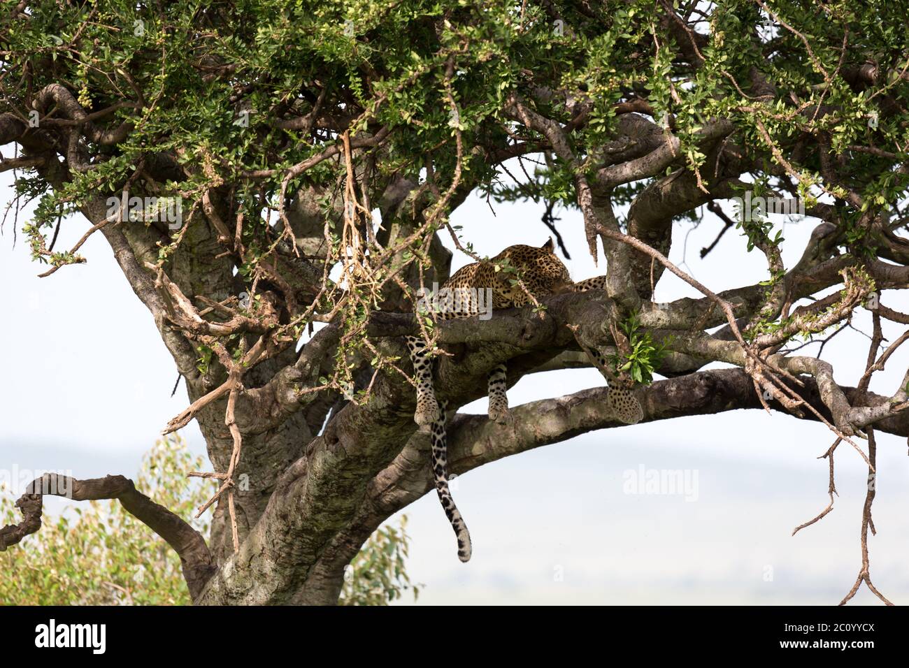 One leopard has settled comfortably between the branches of a tree to ...