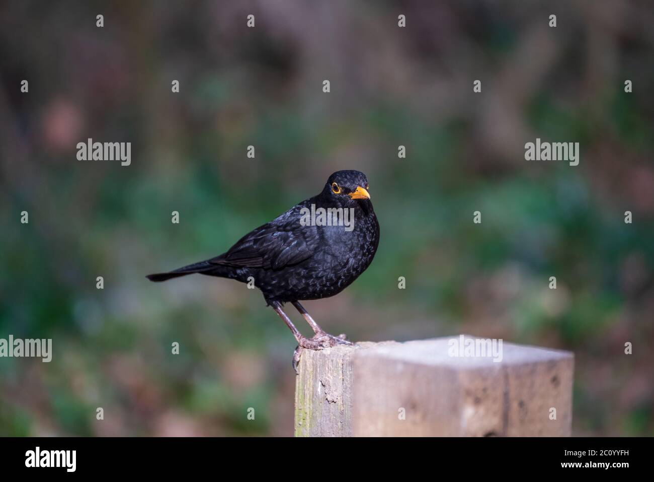 Beautiful Blackbird in a natural enviroment Stock Photo
