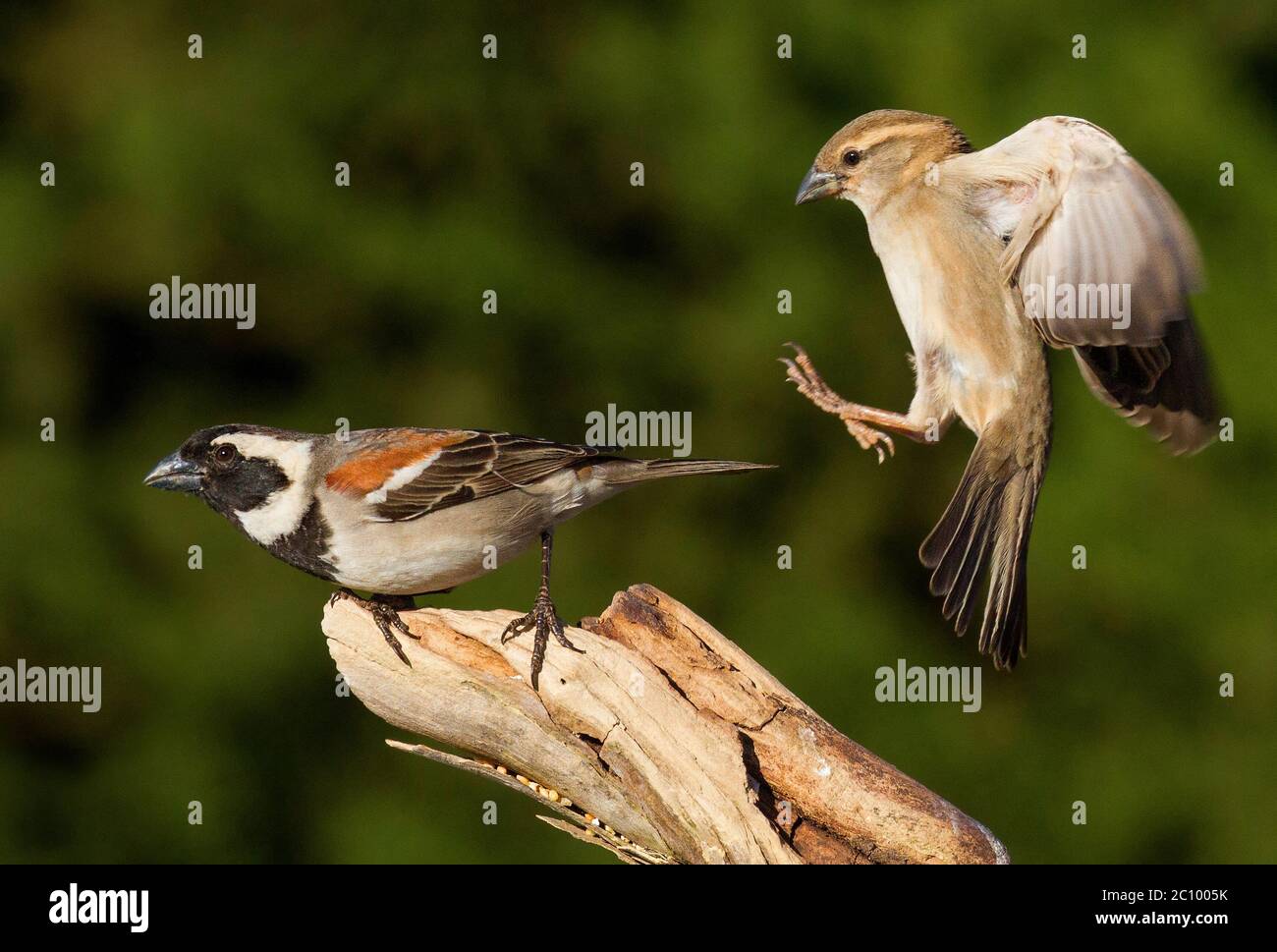 garden bird interaction Stock Photo