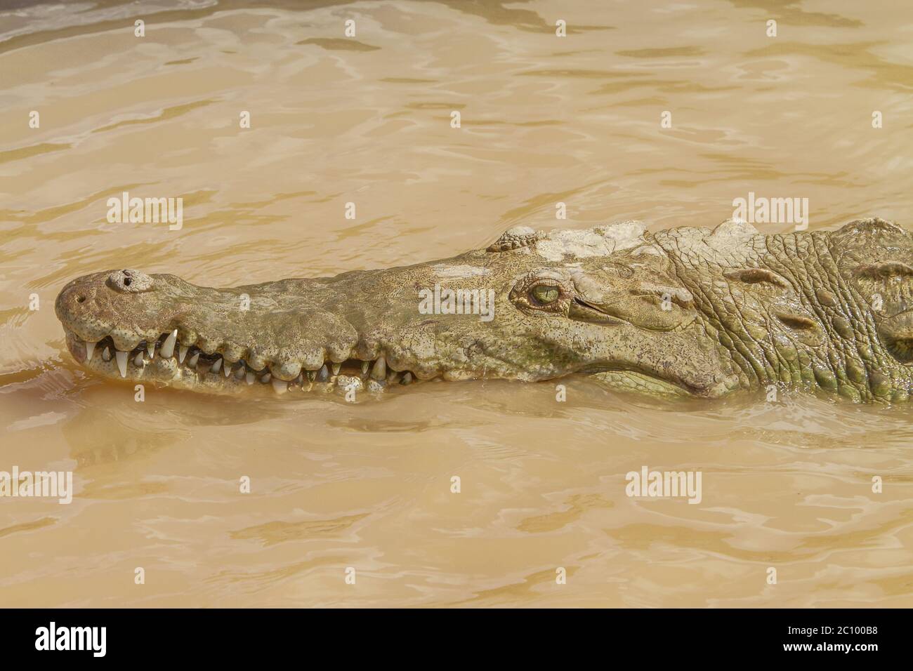 Detail of crocodile's head Stock Photo