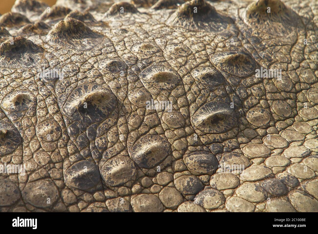 Detail of crocodile's skin Stock Photo