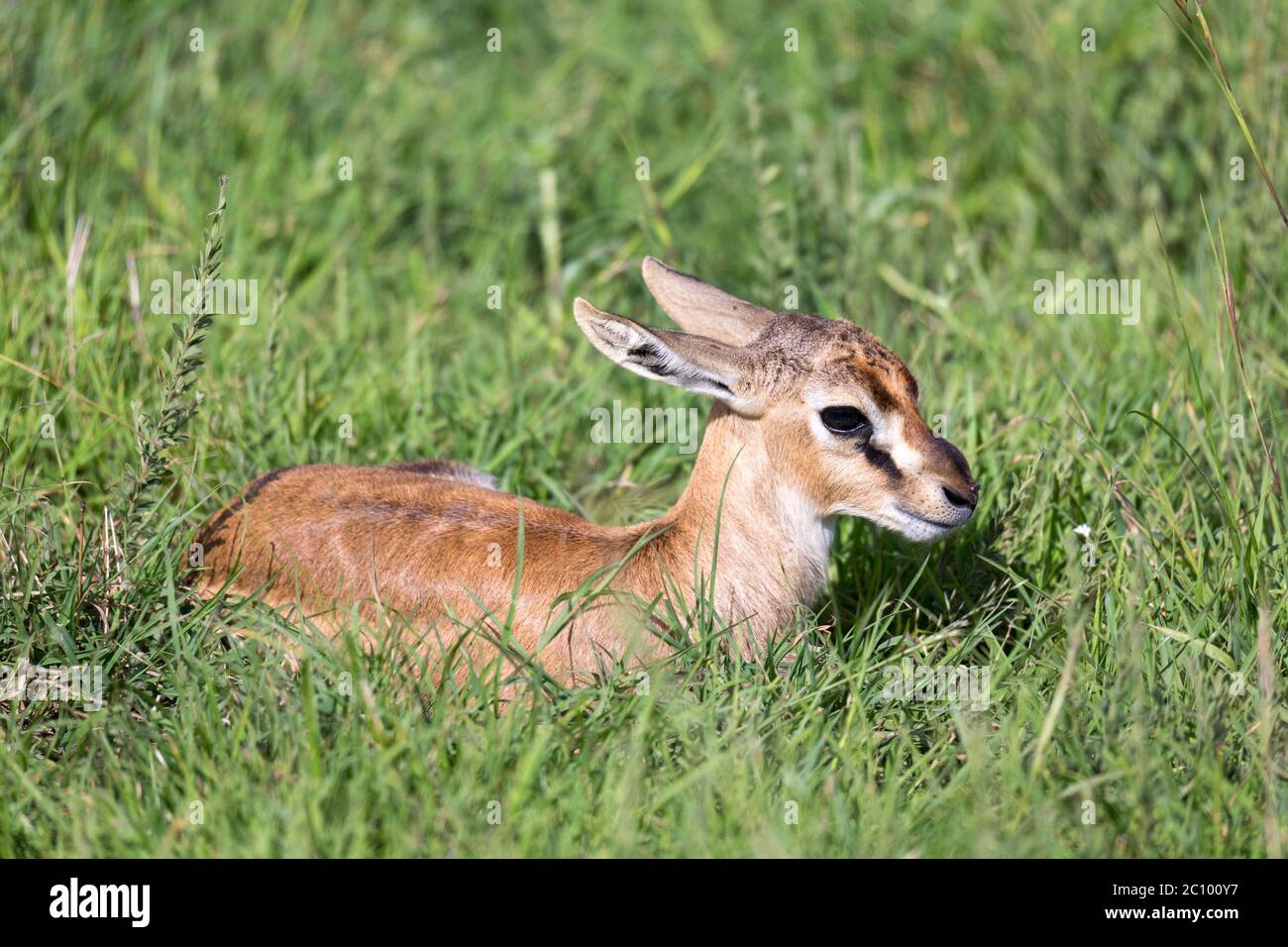 One newborn Thomson Gazelle lies in the grass Stock Photo - Alamy