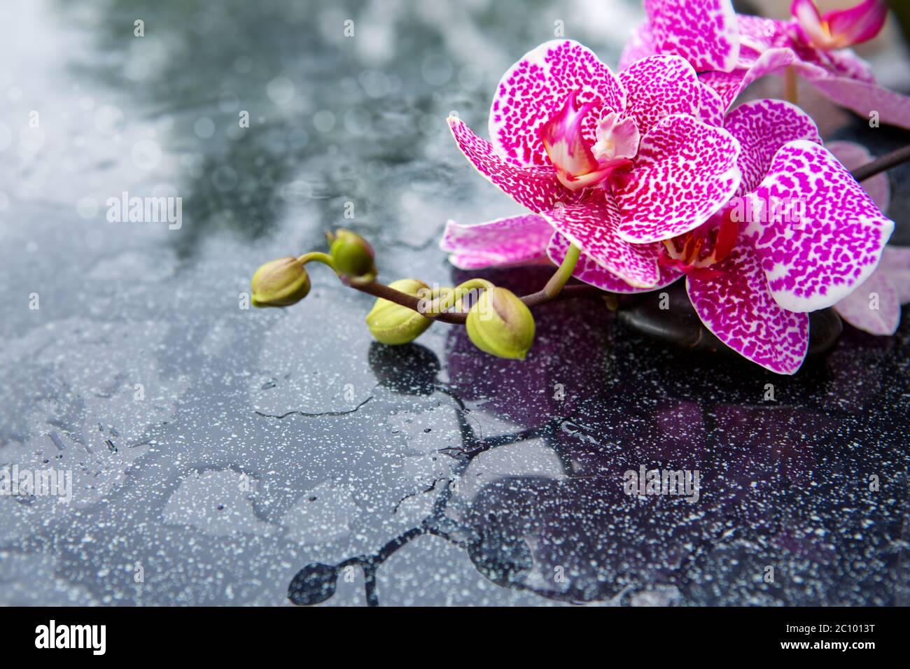 Pink orchid isolated on black background. Stock Photo