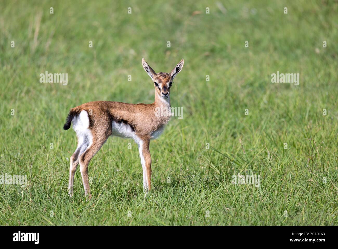 One very young Thomson Gazelle in the Kenyan grass landscape Stock ...