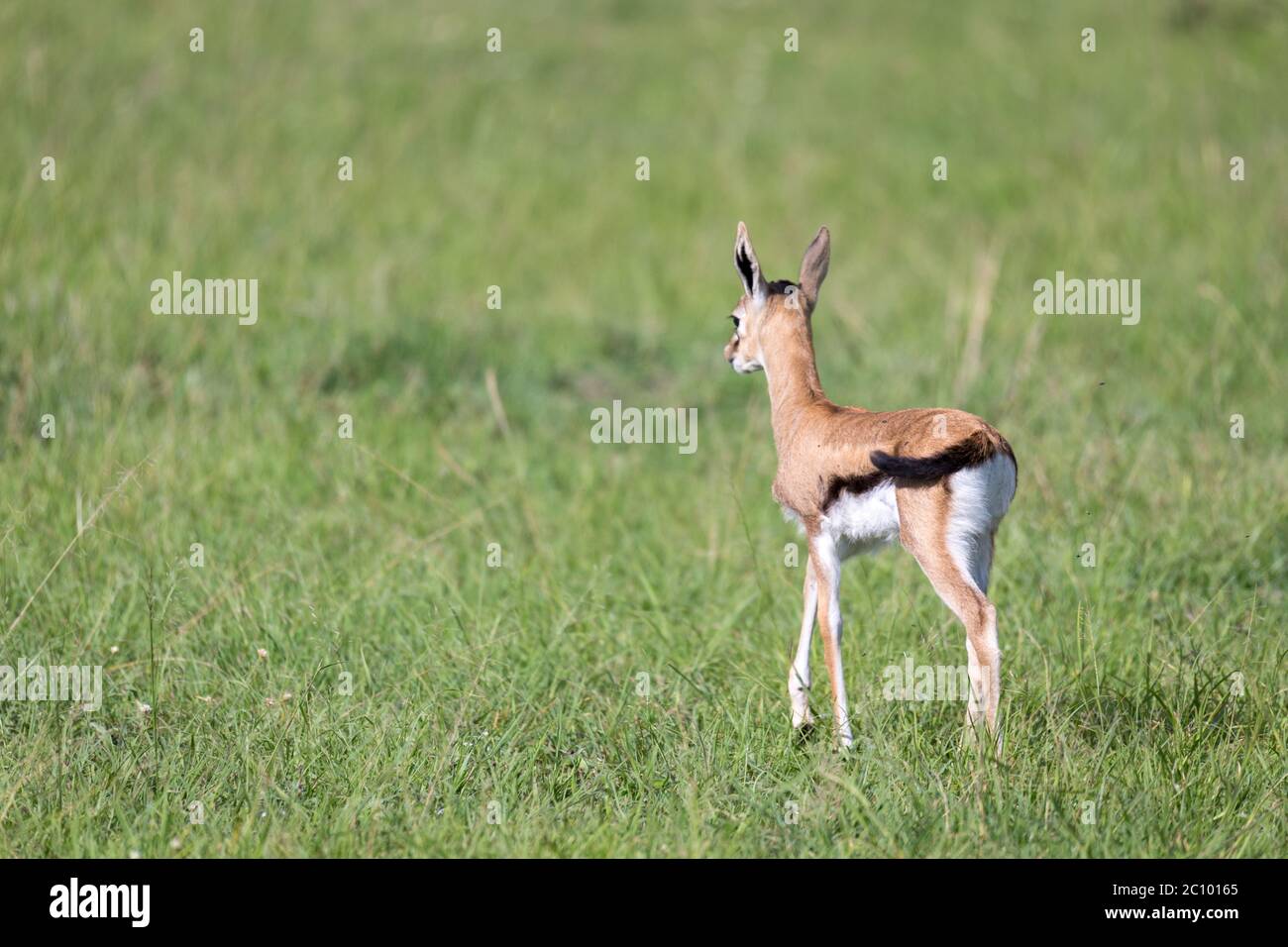 One very young Thomson Gazelle in the Kenyan grass landscape Stock ...