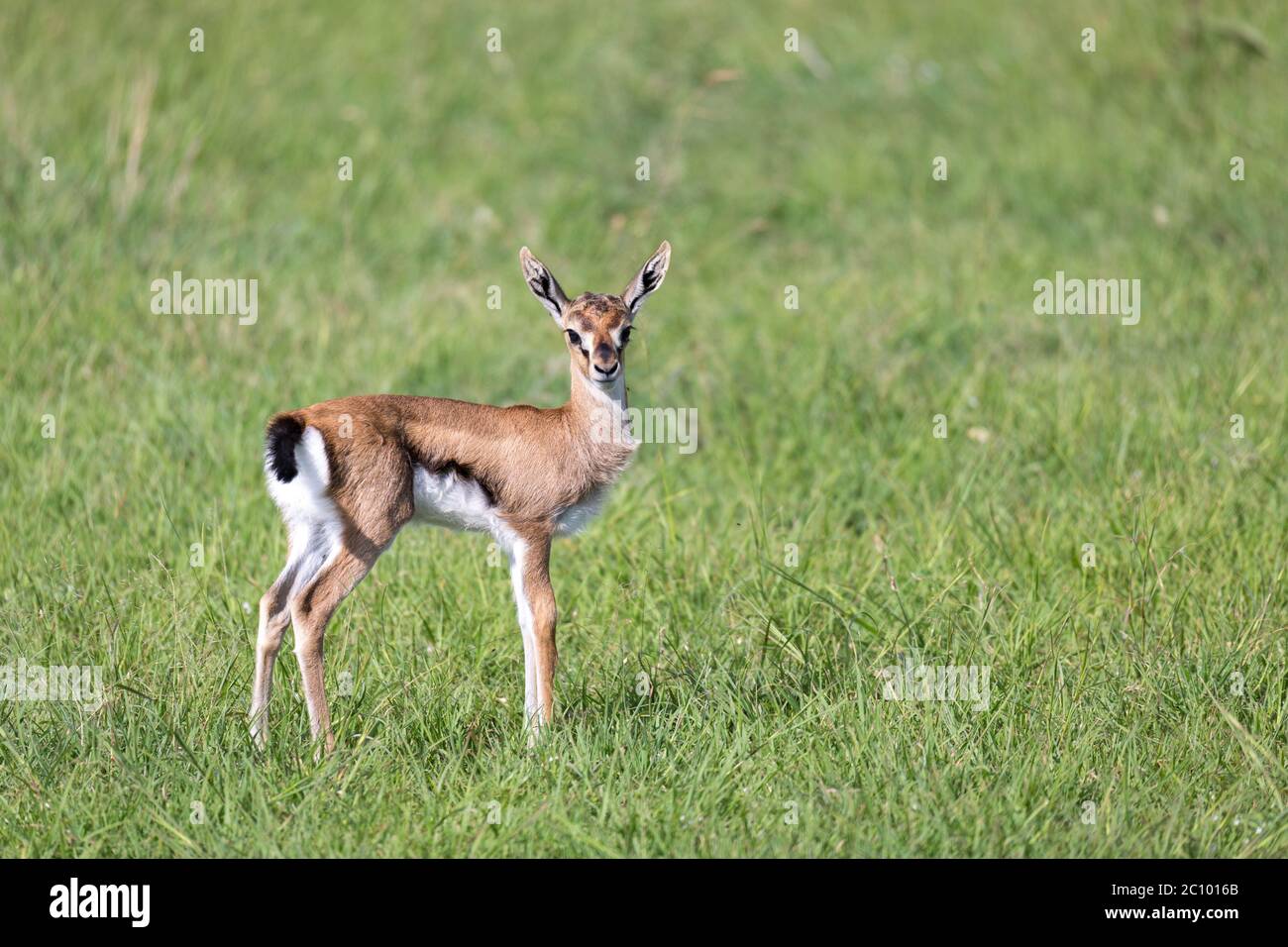 One very young Thomson Gazelle in the Kenyan grass landscape Stock ...