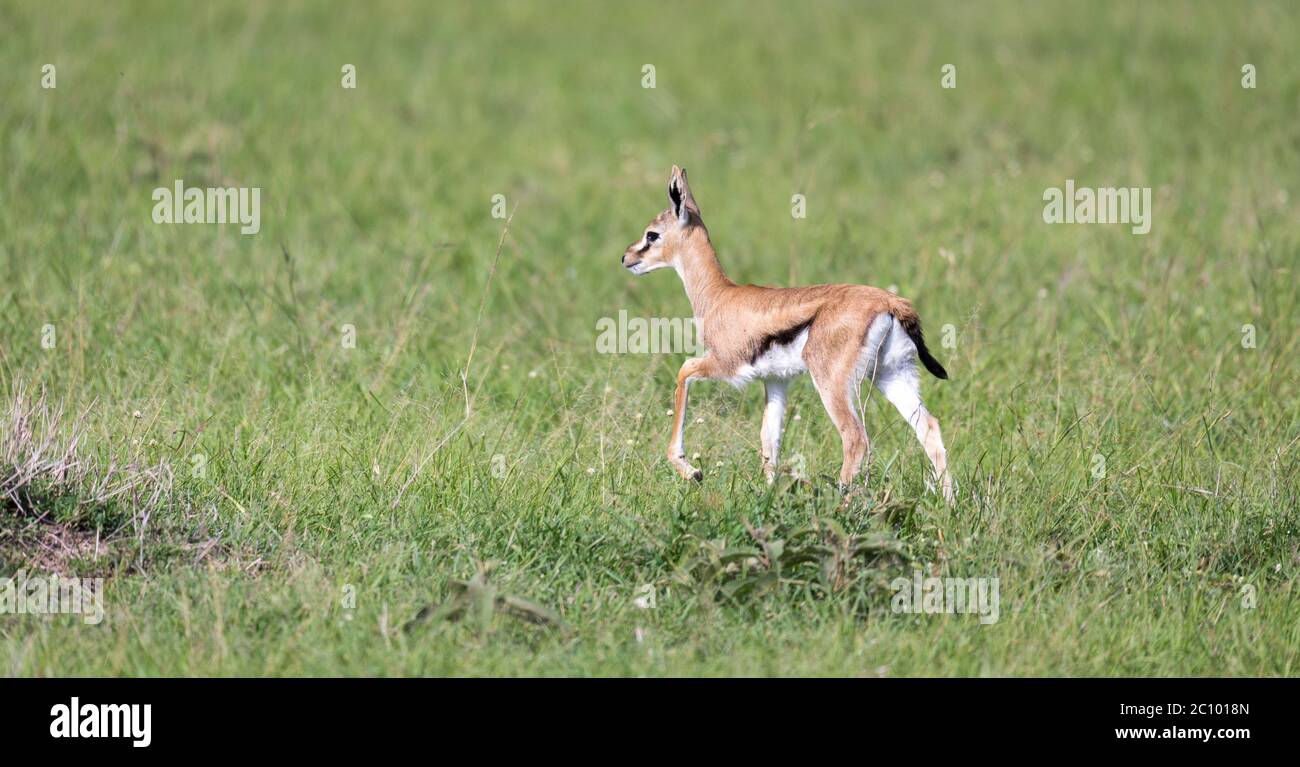 One very young Thomson Gazelle in the Kenyan grass landscape Stock ...