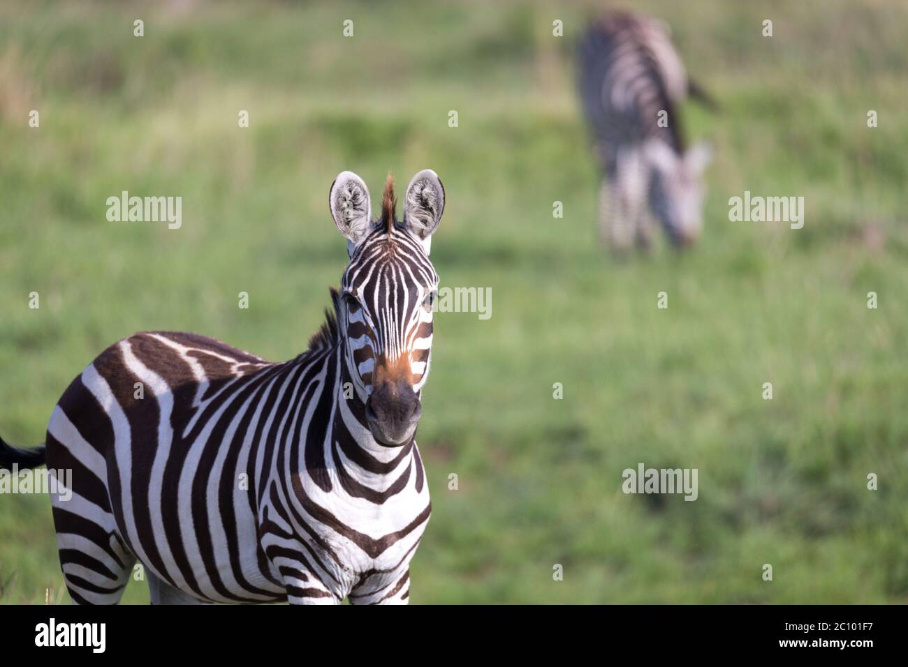 The closeup of a zebra in a national park Stock Photo - Alamy