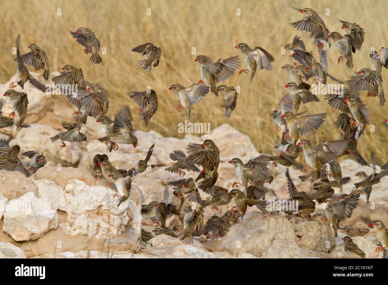 swarm of quela small birds Stock Photo