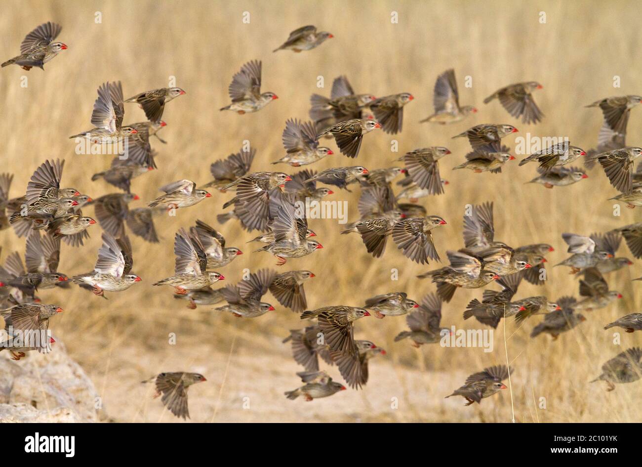 swarm of quela small birds Stock Photo