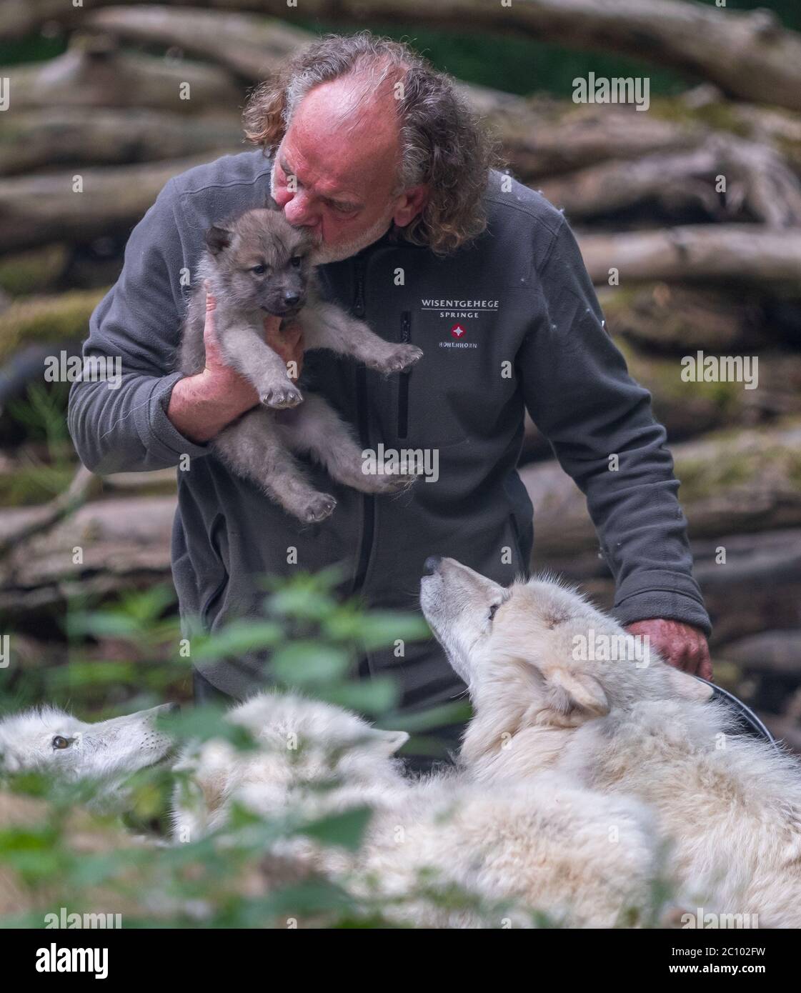 Springe Germany 13th June Polar Wolf Pups Are Fed Together With Their Parents In The Wolf Enclosure In The Wisentgehege Springe Game Park Wolf Expert Matthias Vogelsang Holds One Of The