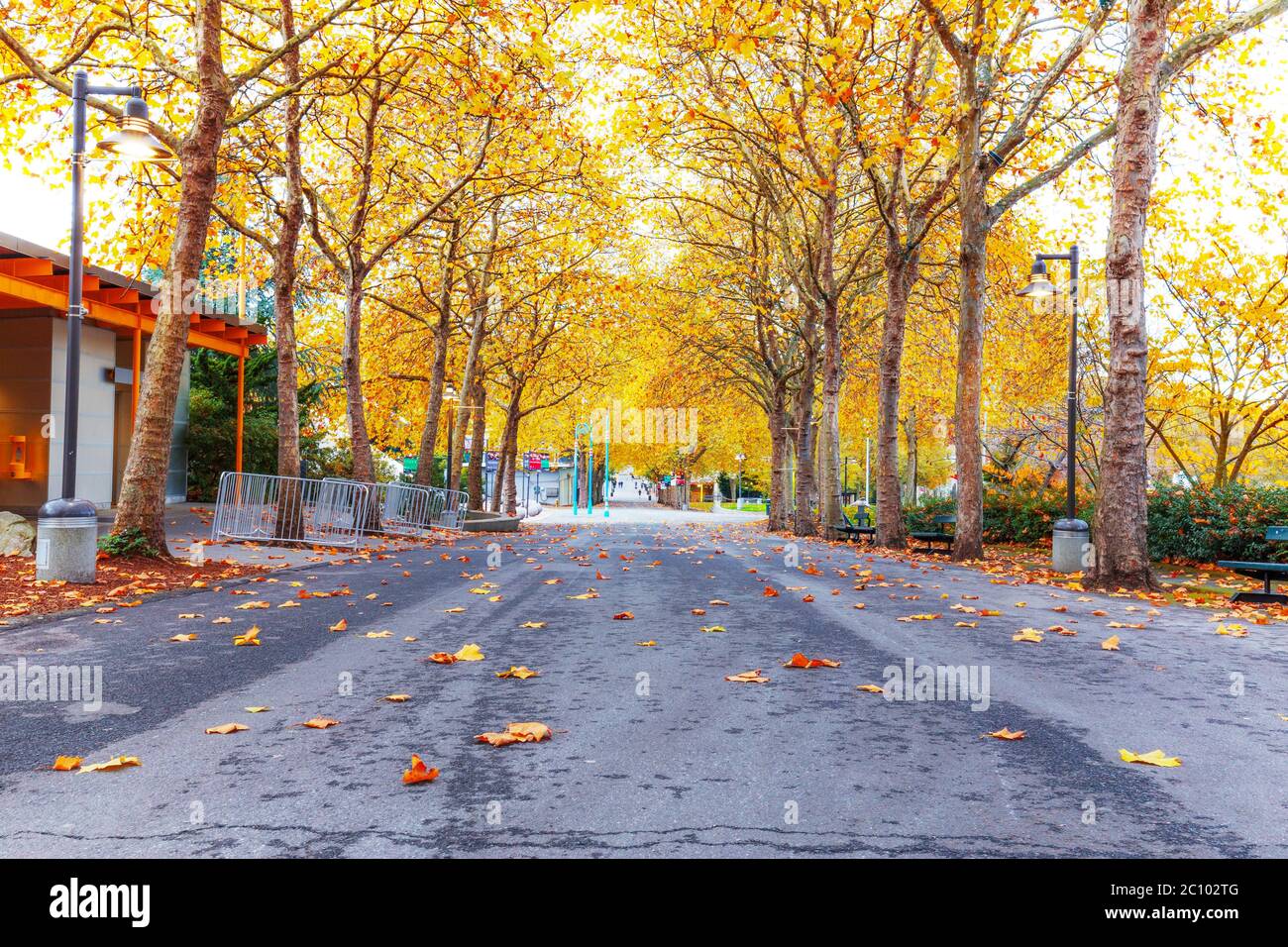 empty road with yellow fallen leaves Stock Photo - Alamy