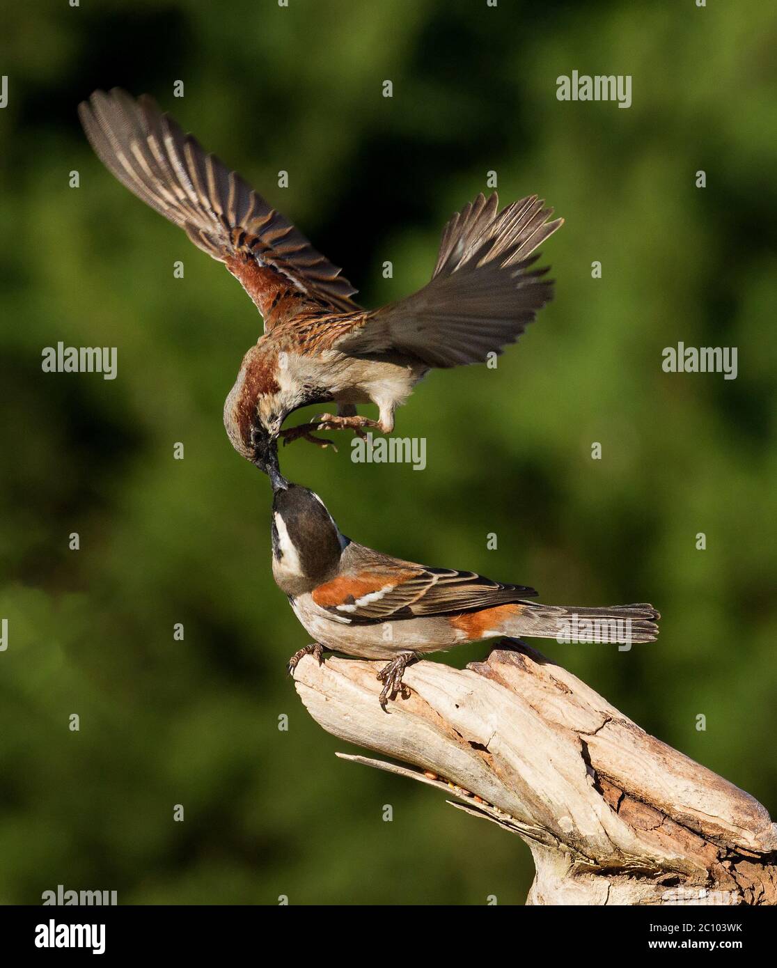 garden bird interaction Stock Photo