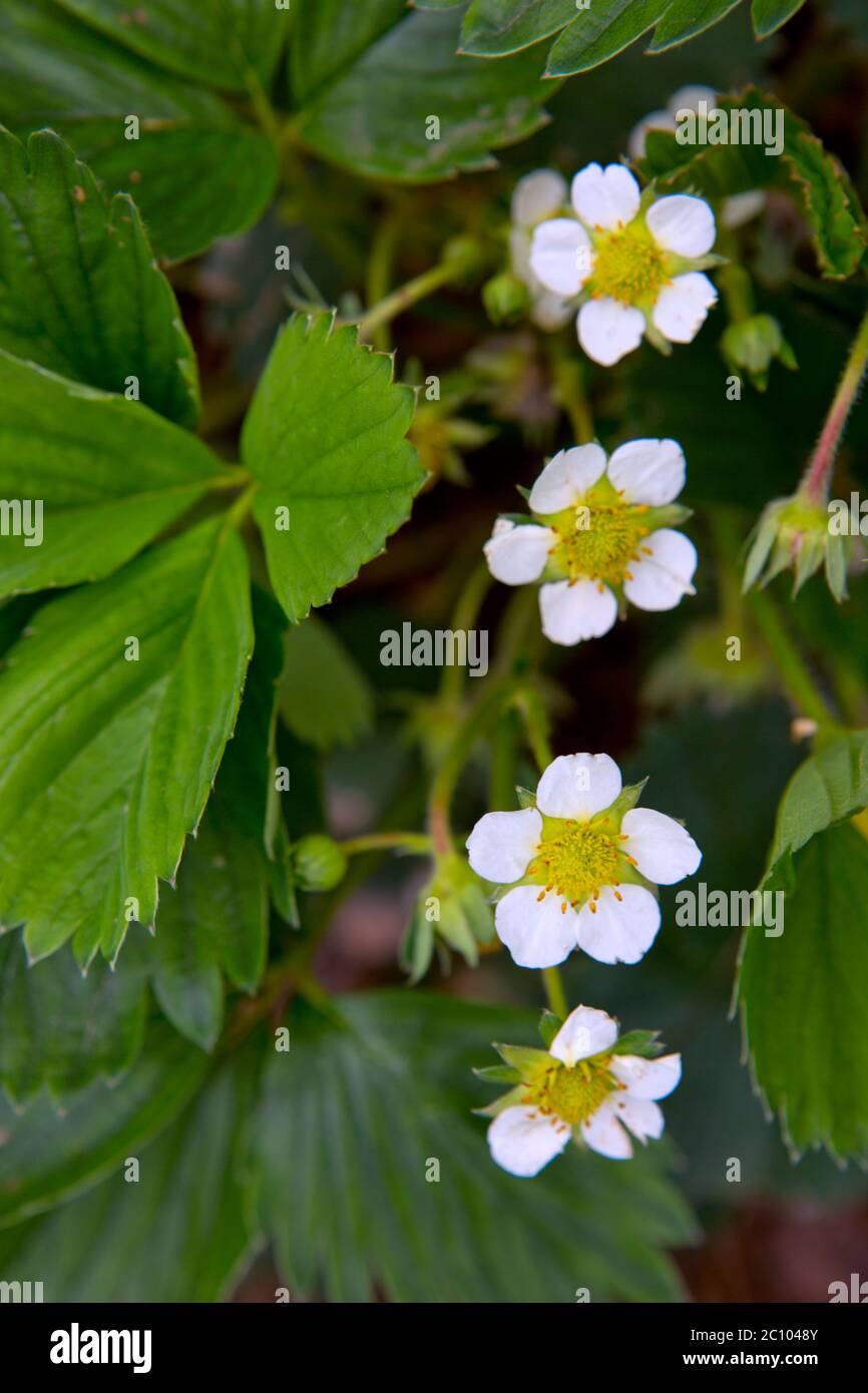 Blooming strawberries in the garden Stock Photo - Alamy