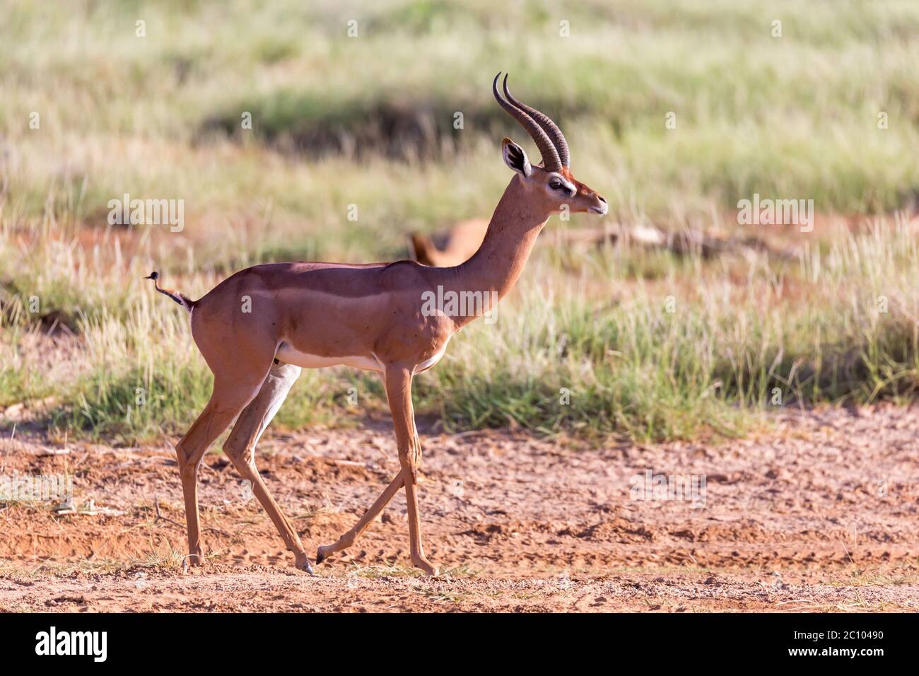 Gazelle standing in grassy hi-res stock photography and images - Alamy