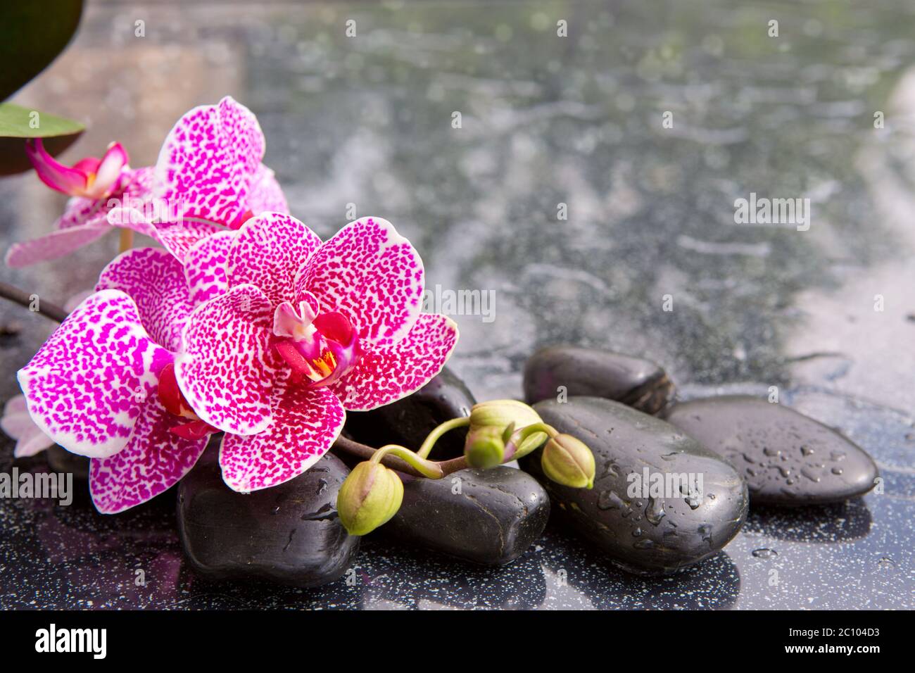 Pink orchid isolated on black background. Stock Photo
