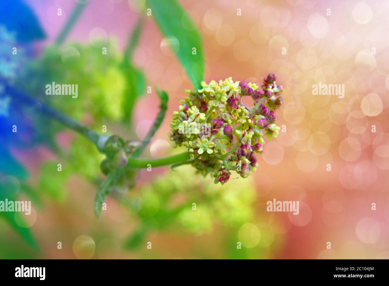 Blooming barberry branch on a bright colored background Stock Photo