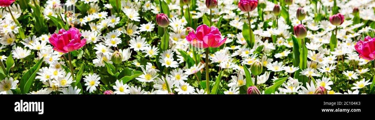 White daisy field . Stock Photo