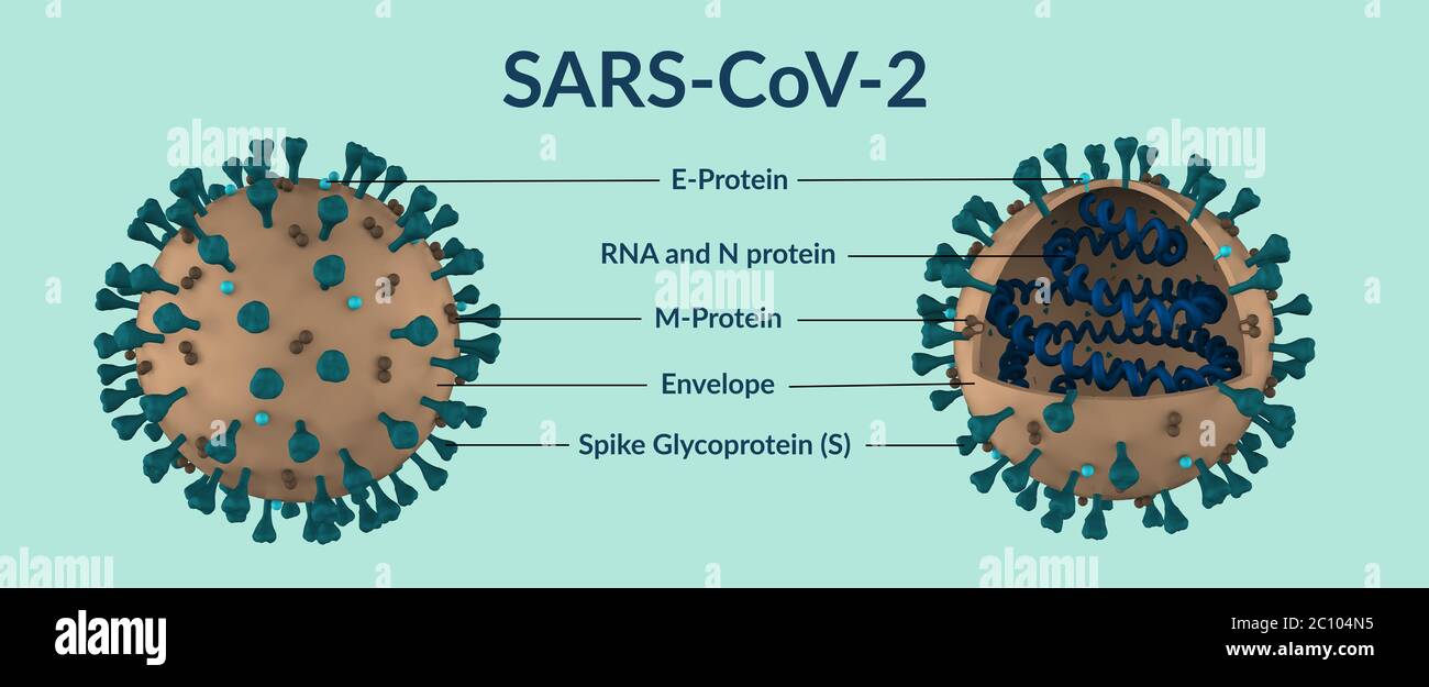 Banner of the SARS-CoV-2 coronavirus molecule in full and in section with description Stock Photo