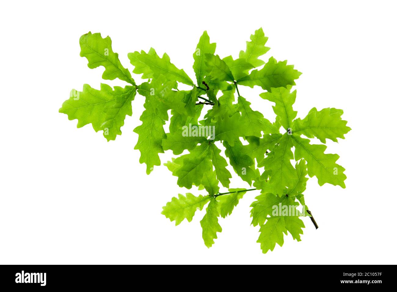 White oak leaves hi-res stock photography and images - Alamy