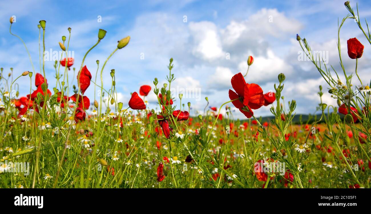 Red poppies against the blue sky Stock Photo - Alamy