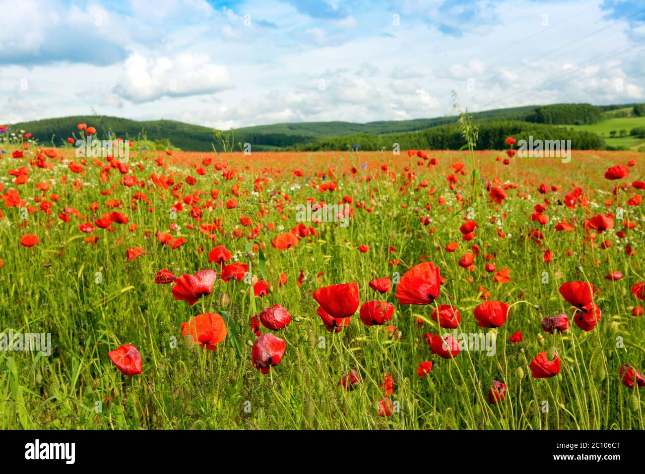 Beautiful poppy field and blue sky Stock Photo - Alamy