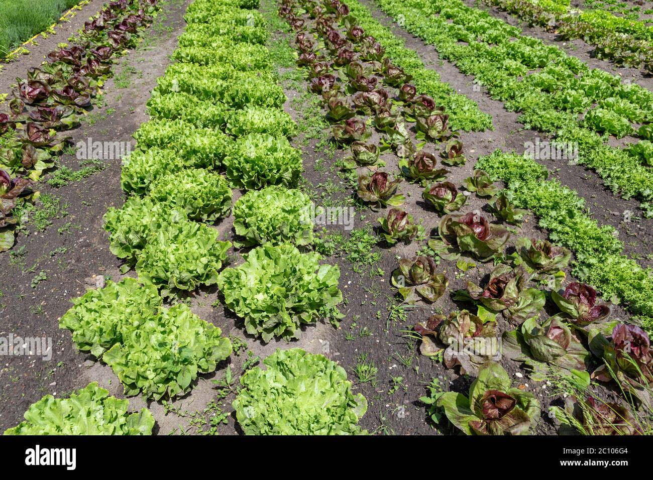 Vegetable garden with rows of different kinds of lettuce like endive and red leaf lettuce ready for harvest Stock Photo