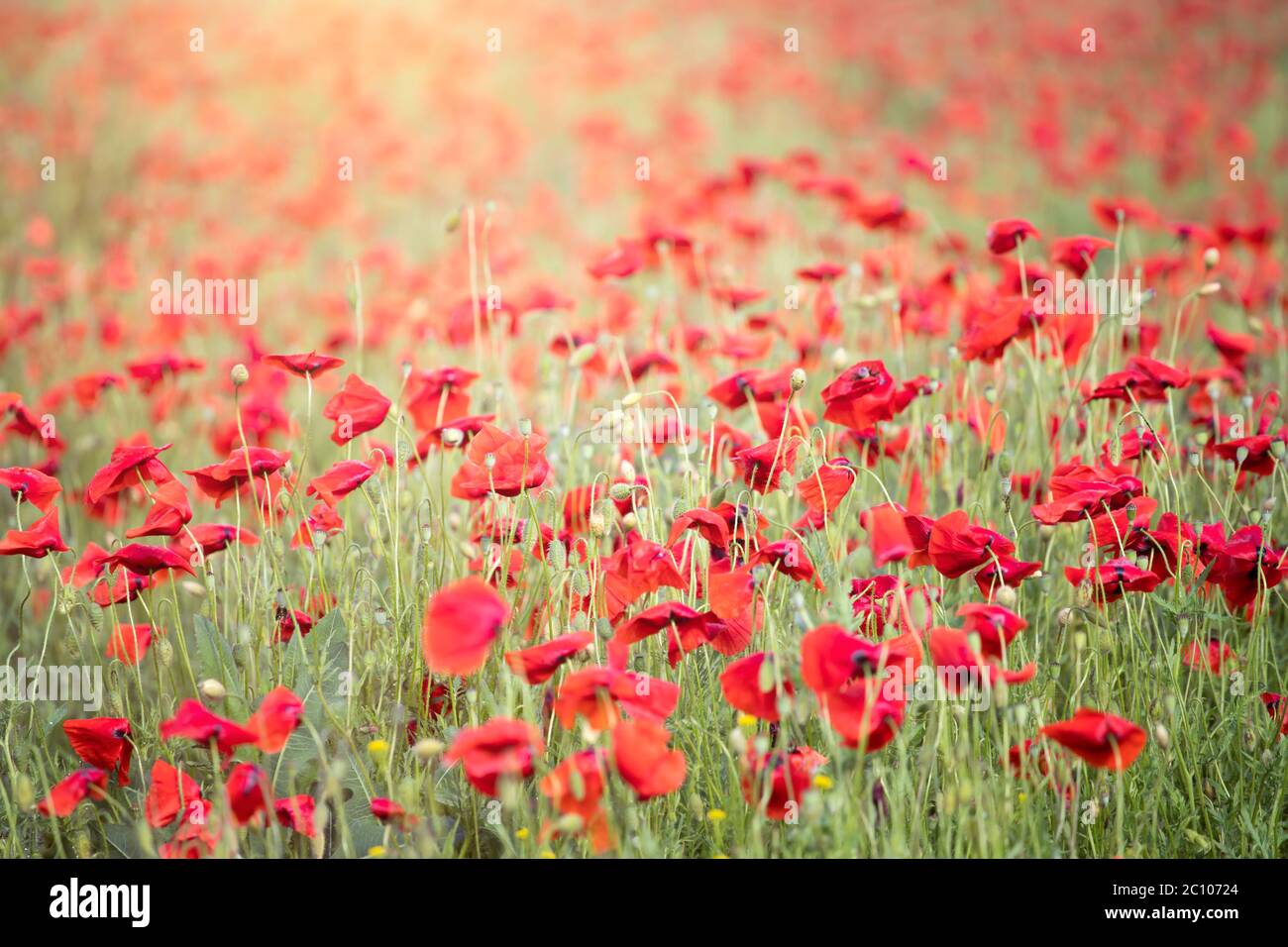 Beautiful field of red poppies in the sunset light. Fresh summer ...