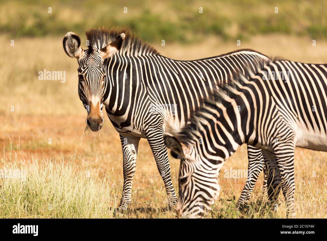 The zebra family is grazing in the savannah of Kenya in Samburu Stock Photo