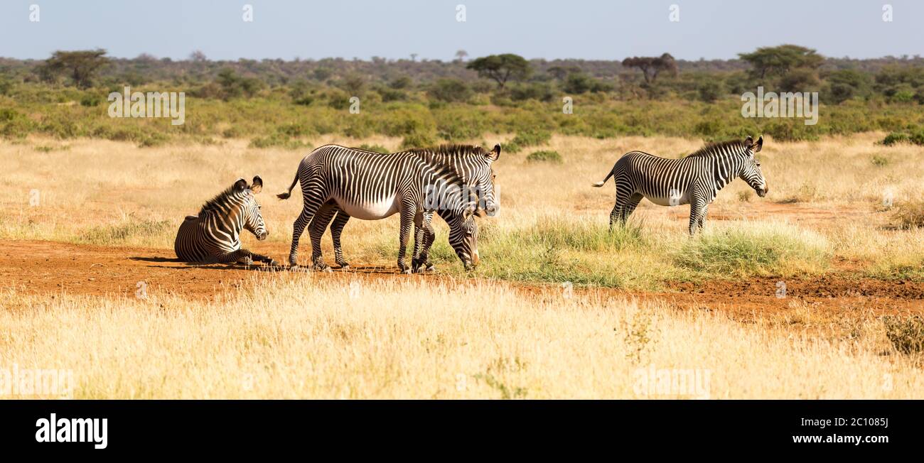 The zebra family is grazing in the savannah of Kenya in Samburu Stock Photo