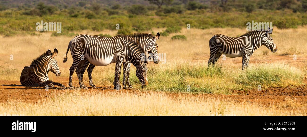 The zebra family is grazing in the savannah of Kenya in Samburu Stock Photo