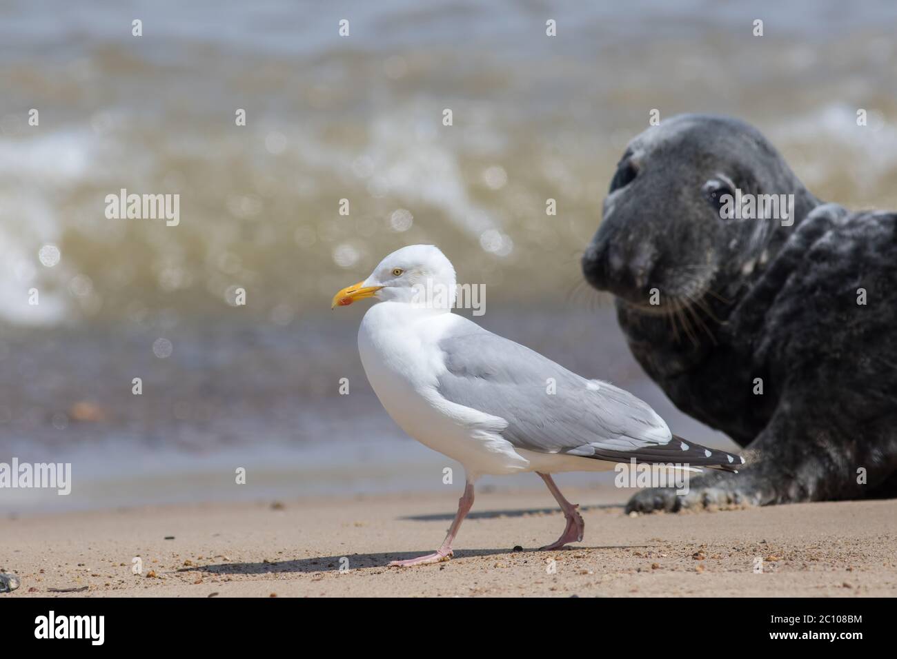 Coastal wildlife. Adult Herring gull (Larus argentatus) walking on the beach with a seal watching. Seagull at the Horsey grey seal colony Norfolk coas Stock Photo