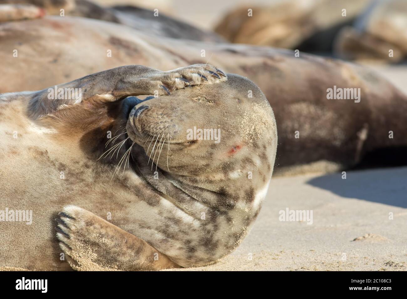 Headache stress. Cute seal with a hangover. Funny animal meme image of a wild grey seal holding its head. Party animal the morning after the night bef Stock Photo