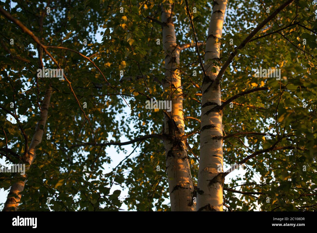Birch branches and trunk with leafs look up. Summer scene. Stock Photo