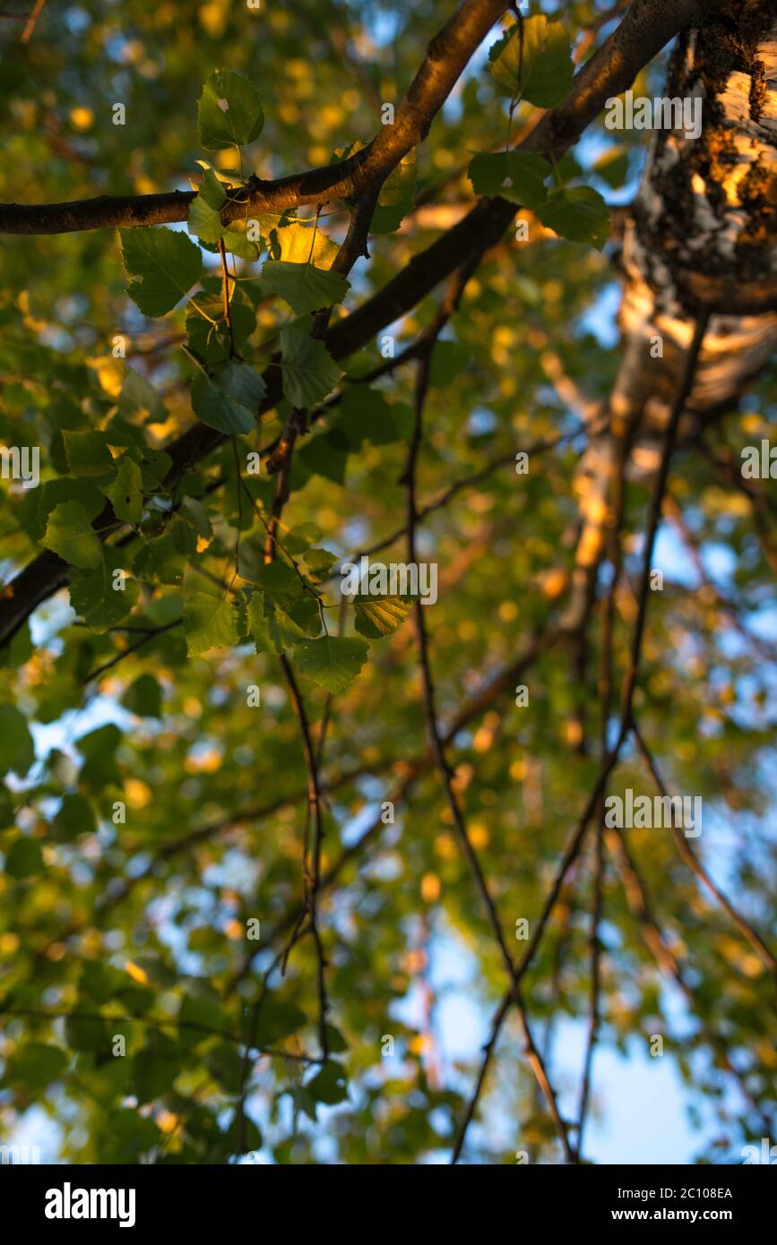 Birch branches with leafs look up. Summer scene. Stock Photo