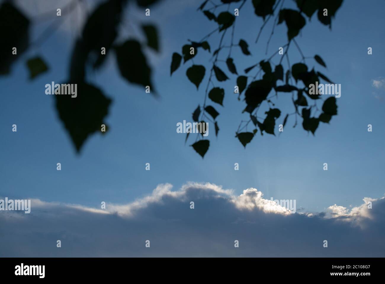 Birch branches against a background of evening sky with clouds Stock ...