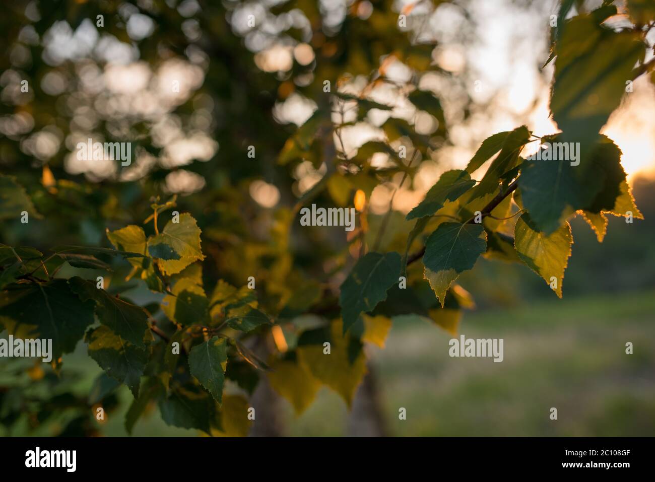 Leaves of birch tree lit thorough by sun shining through summer. Background Stock Photo