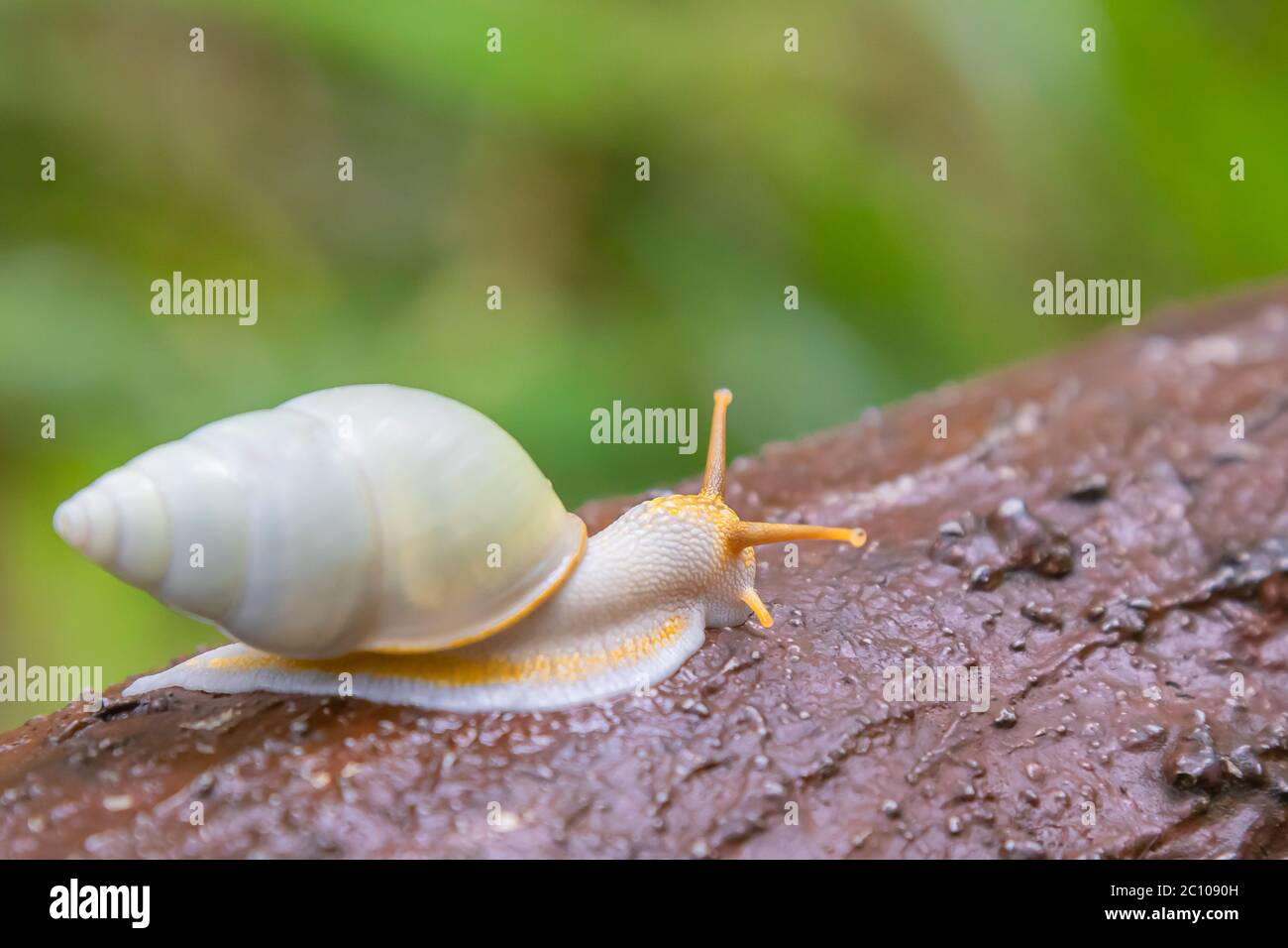White snail crawling in tropical forest on artificial wood by concrete Stock Photo