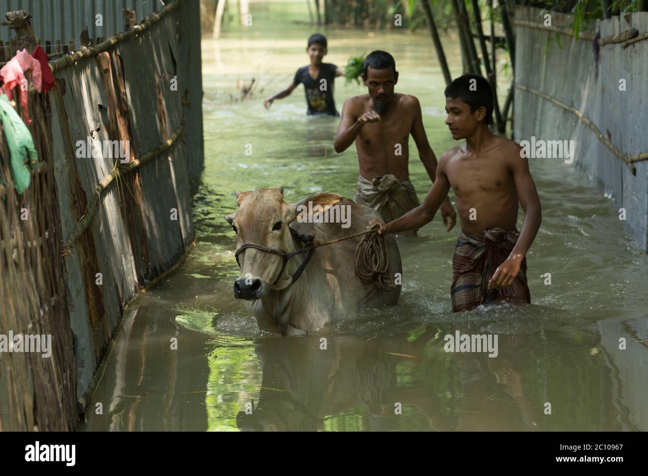 People taking care of their cattle in flood affected area Stock Photo ...