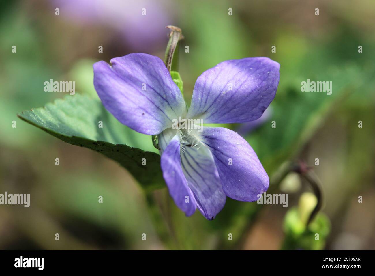 Violet flower Viola odorata in a forest, spring. Stock Photo
