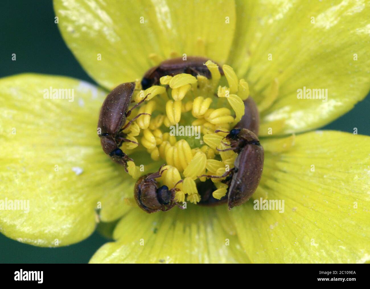 Meadow buttercup Ranunculus acris Stock Photo