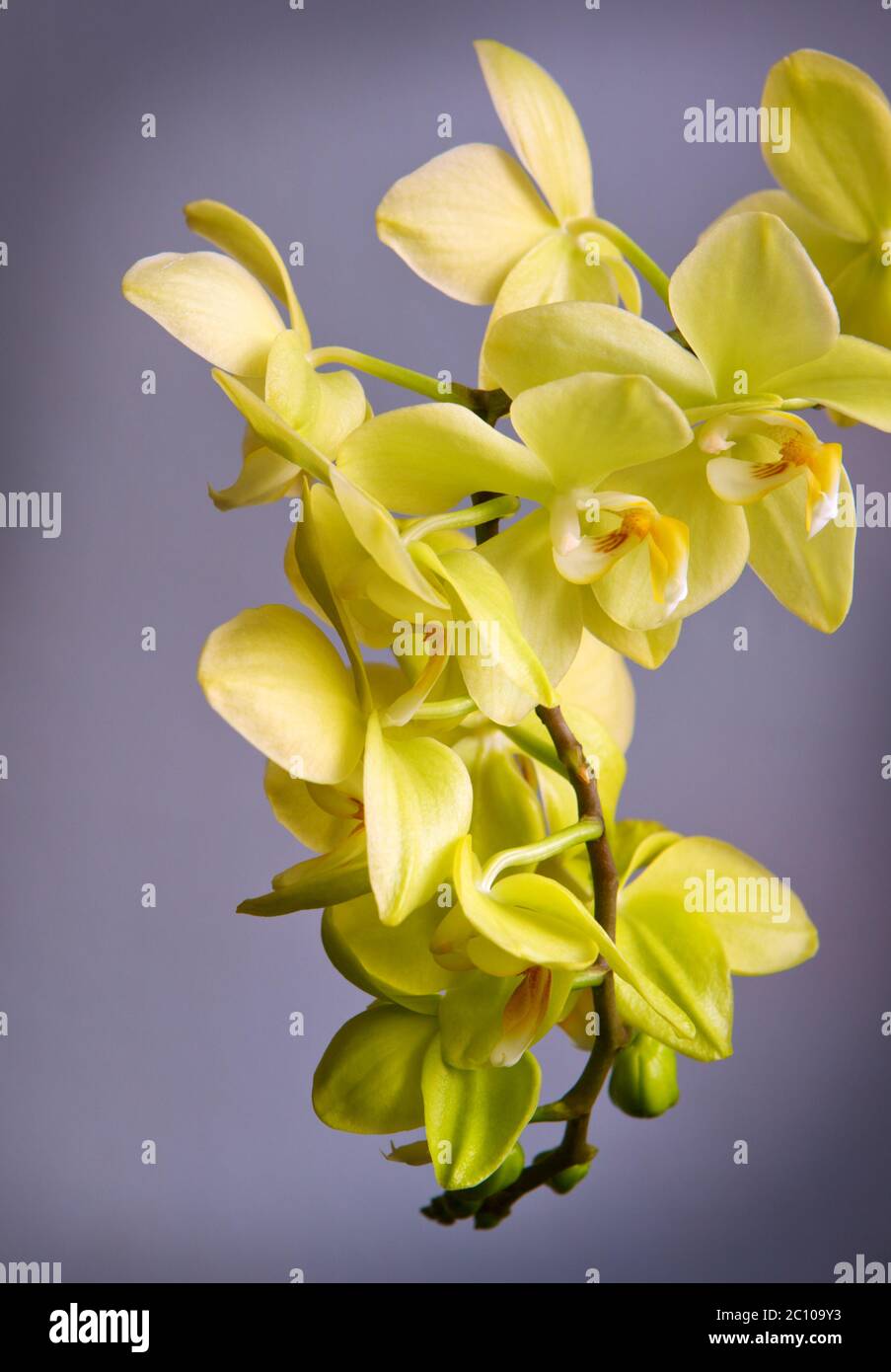 Yellow Orchid Flower isolated on gray background. Stock Photo