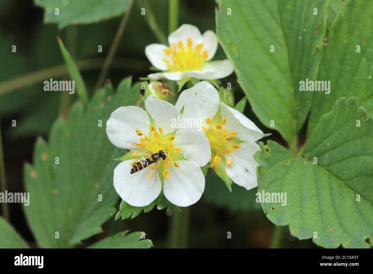 strawberries growing in the forest Stock Photo - Alamy