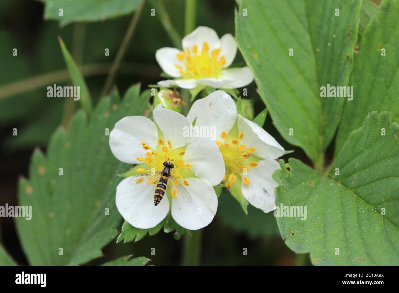 strawberries growing in the forest Stock Photo - Alamy