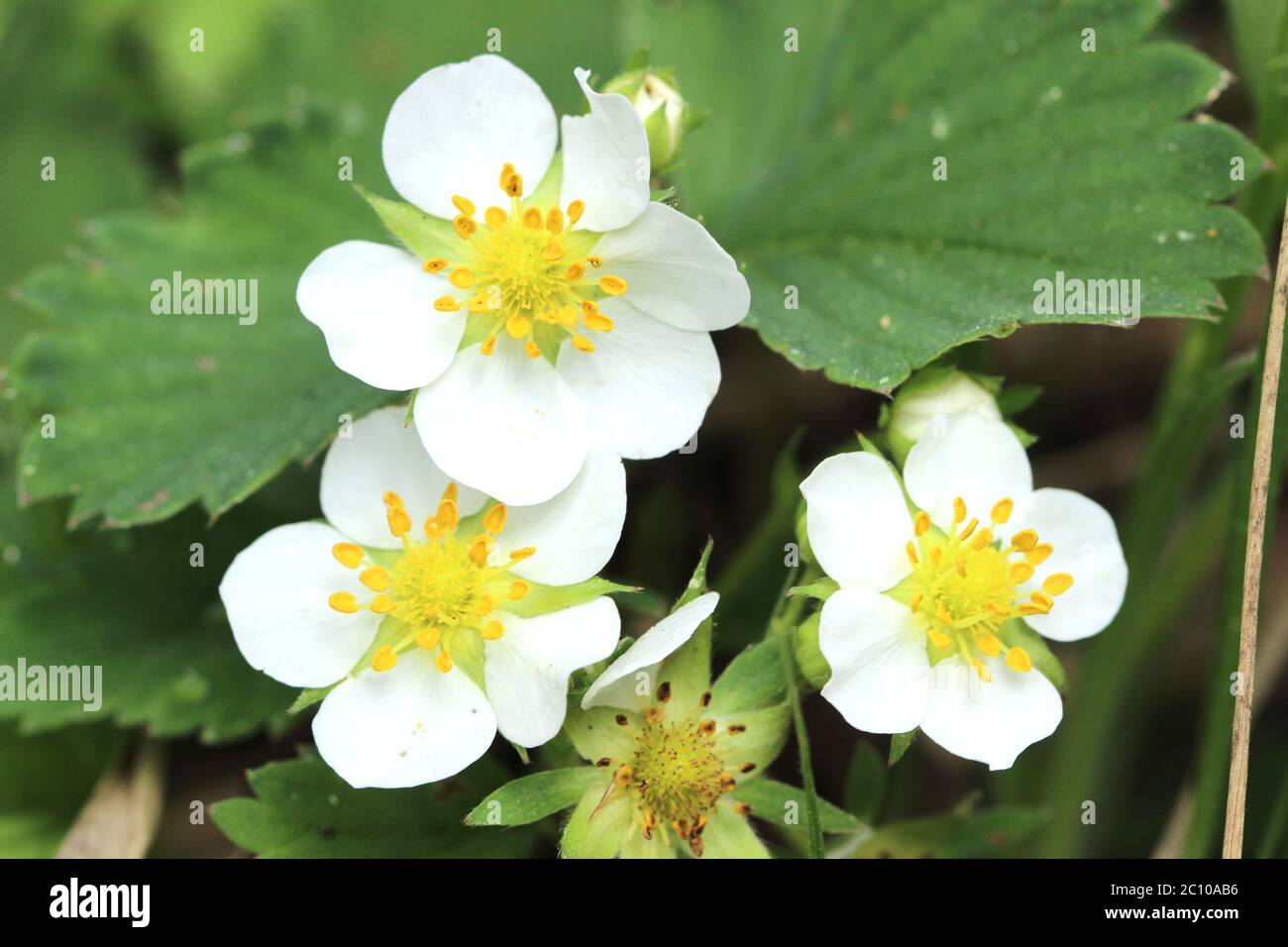 strawberries growing in the forest Stock Photo - Alamy